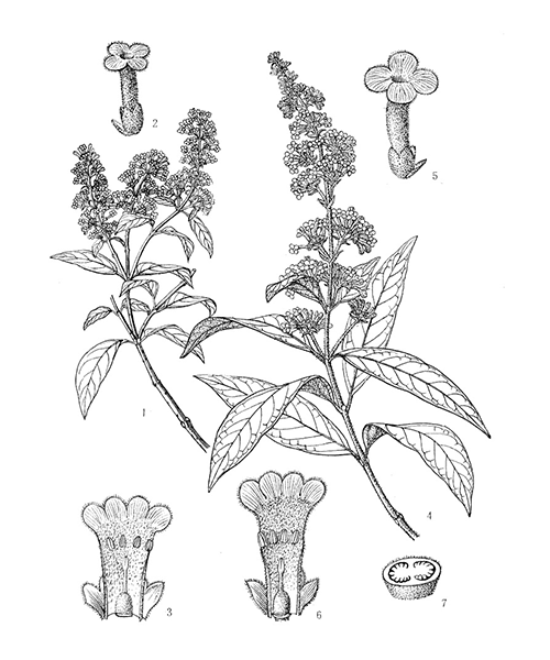 Natural compounds from  Buddleja officinalis
